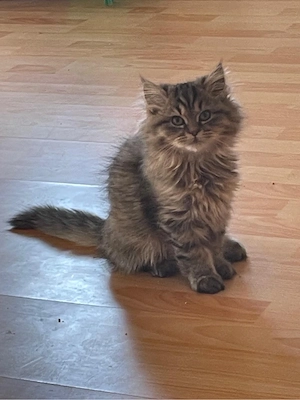 BLH Britisch Langhaar Kitten 