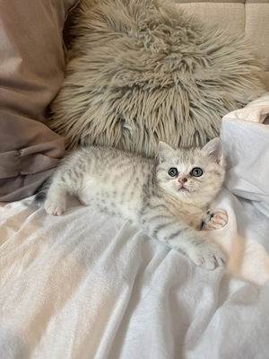 Kleine BKH Kitten
