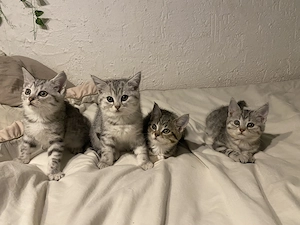 Babykatzen abzugeben 