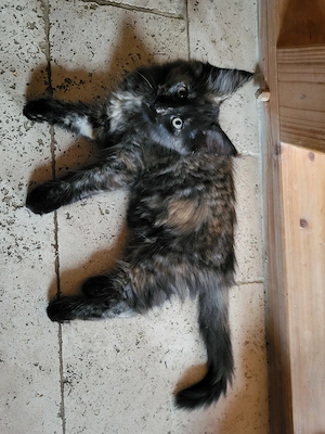 Maine Coone Katze Mädchen