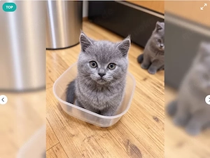 3 süße BKH Kitten 12 Wochen alt - Rasse Kitten wunderschön 