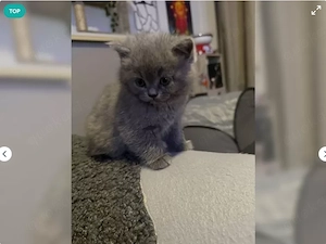 3 süße BKH Kitten 12 Wochen alt - Rasse Kitten wunderschön 