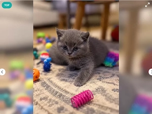 3 süße BKH Kitten 12 Wochen alt - Rasse Kitten wunderschön 