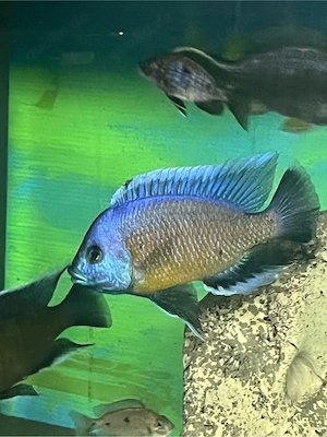 Copadichromis borleyi Kadango red fin