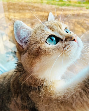 Reinrassiger BKH Kater mit Champion Titel 