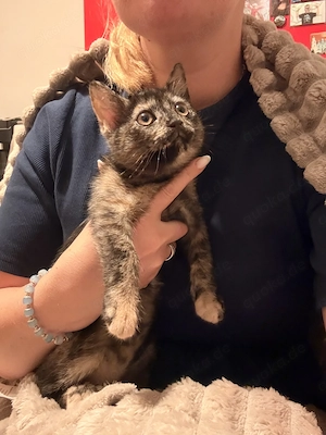 Einzigartiges Katzenbaby sucht ein neues Zuhause