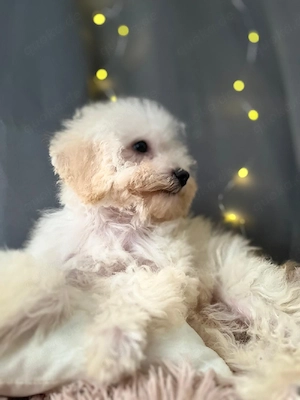 Teddy sucht liebevolles Zuhause 