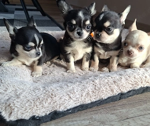 Chihuahua Welpen