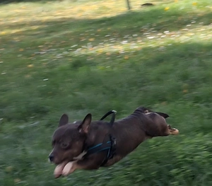 Französische Bulldogge Mix Rüde