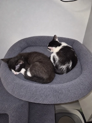 2 Kitten zu verkaufen 