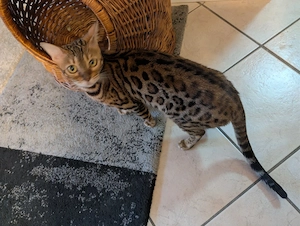 Reinrassige Bengalkatze Katze Mädchen 