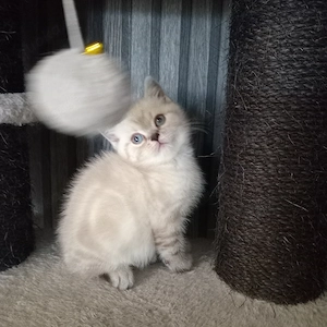 BKH Kitten(2 Jungen)zu verkaufen 
