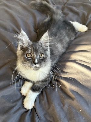 Traumhafter, reinrassiger Maine Coon Baby Kater 