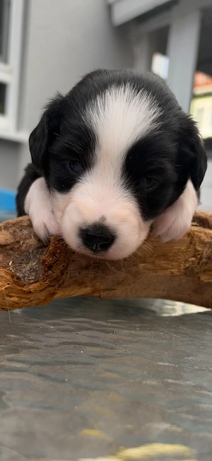 3 wunderhübsche Miniature Australian Shepherd Welpen suchen ihr für-immer-Zuhause
