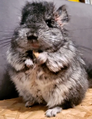 2 Super liebe Chinchilla-Jung-Männchen (Papa und Sohn)