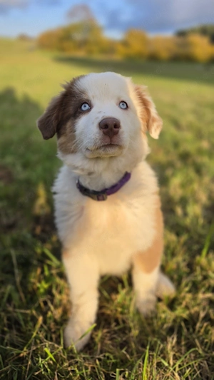 australian shepherd welpen 