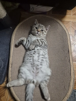 Bkh kitten noch 2 frei