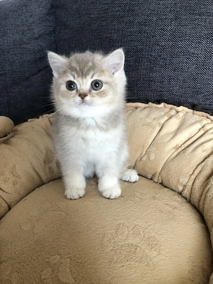 BKH Kitten 