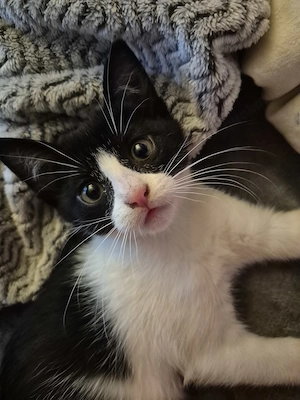 Kitten sucht ein neues Zuhause 