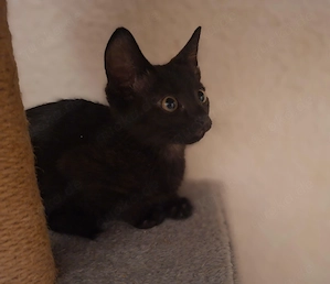 2 kleine Babykatzen abzugeben 