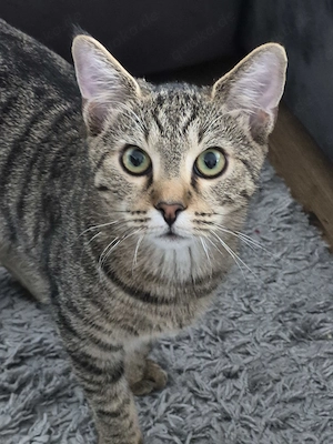Süsser Verschmusster kater 