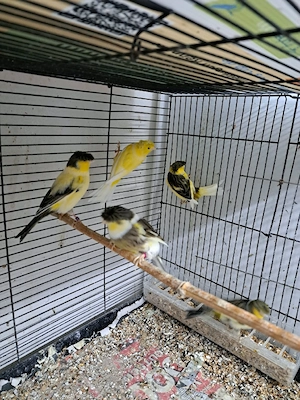 Kanarienvögel mit Haube