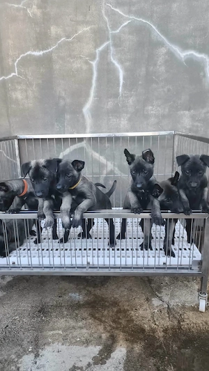 außergewöhnliche Belgische-Malinois-Welpen