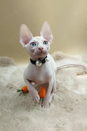 Sphynx-Katzen