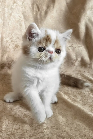 Exotic-Shorthair-Kater