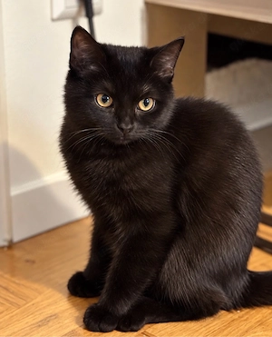 BKH Kitten