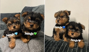 Yorkshire-Terrier Welpen  
