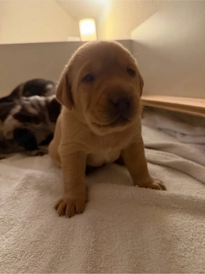 Labrador-Australian-Shepherd-Mix-Welpen suchen ein neues Zuhause 