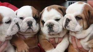 Englishch Bulldogge Welpen 
