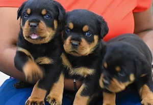 Rottweiler Welpen 