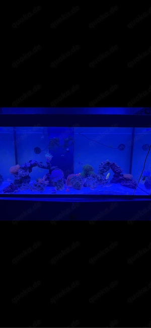 Meerwasser Aquarium Komplett inkl Technik und Tiere