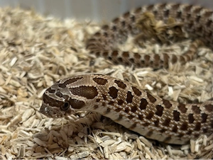 Hakennasennattern Heterodon Nasicus