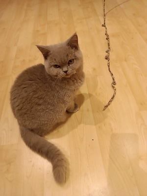 Stammbaum ab sofort Abgabebereit Reinrassige BKH Kitten mit Stammbaum Abgabebereit sofort 