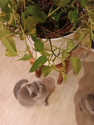 Stammbaum Reinrassige BKH Kitten in lilac  ab Sofort abzugeben 