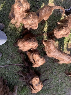 Labradoodle F1 Welpen