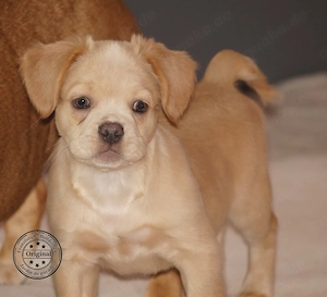 Alternativ Französische Bulldoggen Rüde mit Rute, guter Schnauze inkl Ahnentafel