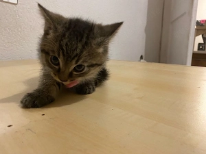 baby katze sucht ein zuhause