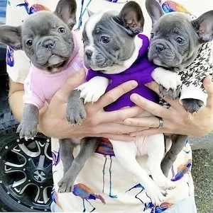Französische Bulldoggen Welpen suchen ein schönes Zuhause 