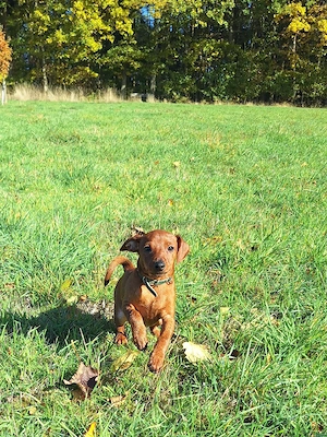Zwergpinscher Welpen (Reinrassig) suchen ein liebevolles Zuhause 