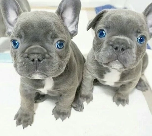 Französische Bulldoggen Welpen suchen ein schönes Zuhause 