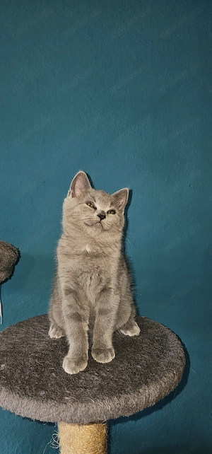 Kleine Britisch-Kurzhaar-Katze
