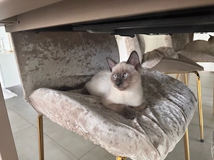 siam kitten ( nur 1 kater übrig)