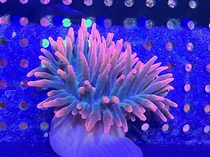 Kupferanemone   Blasenanemone   Entacmaea quadricolor
