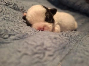 französische Bulldogge mix 