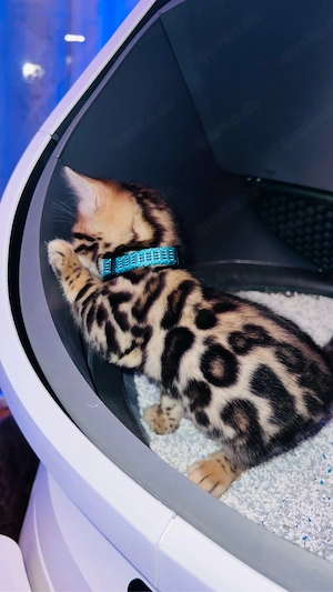 Reinrassige Bengal Katzen, Kitten