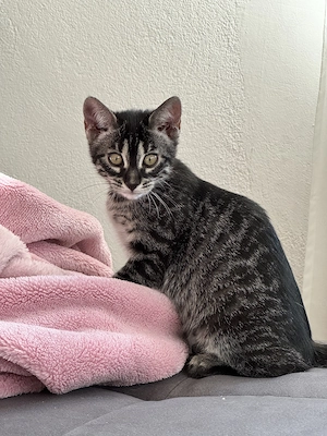 Charcoal Bengal Kitten